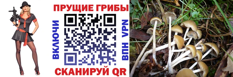 Купить где  Мыски  Галлюциногенные грибы Magic Shrooms 